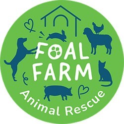 Foal Farm Animal Rescue